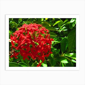 Red Flower tropical maldives Art Print