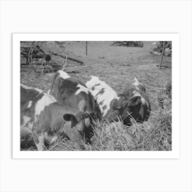 Untitled Photo, Possibly Related To Cattle On Farm Of Fsa (Farm Security Administration) Rehabilitation Borrower Art Print