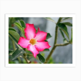 Exotic tropical Pink Flower Art Print