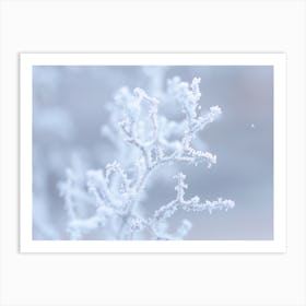 Close Up Frozen Twigs Art Print