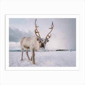 Snowy Winter Reindeer Art Print