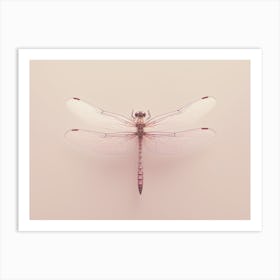 Dragonfly Roseate Skimmer Orthemis 8 Art Print