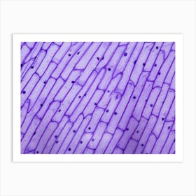 Purple Onion Peel Under The Microscope Art Print