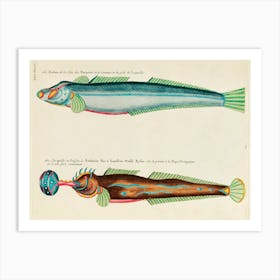 Colourful And Surreal Illustrations Of Fishes Found In Moluccas (Indonesia) And The East Indies, Louis Renard(100) Art Print