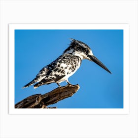 Pied Kingfisher At Chobe River Botswana 1 Poster