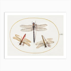 Three Dragonflies (1575–1580), Joris Hoefnagel Art Print