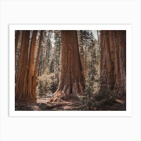 California Redwood Trees Art Print