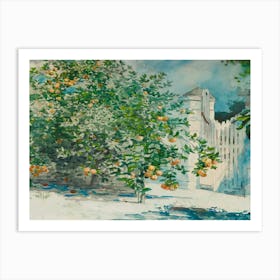 Orange Trees In The Garden Art Print