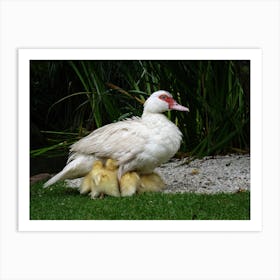 Mother Duck With Ducklings Art Print