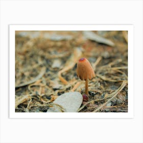 Mushroom In The Ground Art Print