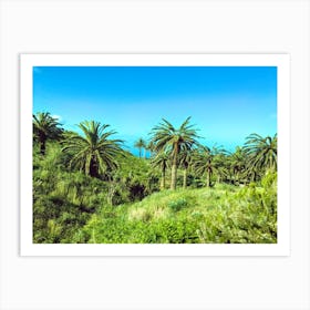 Palm Trees On Santa Cruz De Tenerife, Canary Islands (Spain Series) Art Print