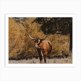 Longhorn Cow Art Print