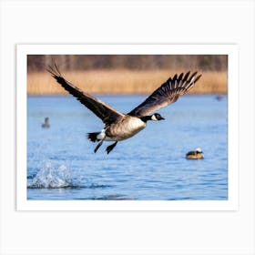 Canadian Goose In Mid Flight Over A Michigan Lake Wings Spread Glossy Black With Bright White Trail Art Print