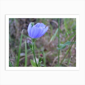 Blue Fescue Art Print