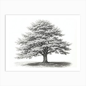 maple tree pencil sketch ultra detailed 1 1 Art Print