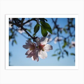 Soft pink almond blossoms and blue sky Art Print