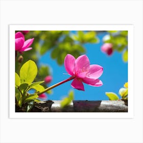 Pink Cherry Blossoms Art Print