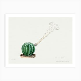Easter Lily Cactus, Familie Der Cacteen Art Print