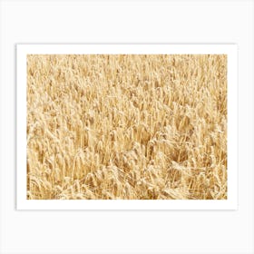 Barley Field Fife 11668 Art Print