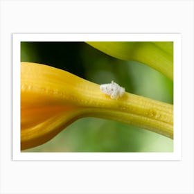 White Planthopper Nymph on Yellow Lily Art Print