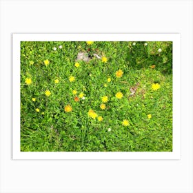 Dandelion 2 Art Print