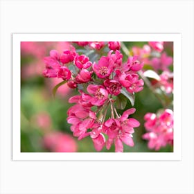 Crabapple Blossom Art Print