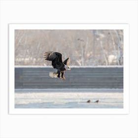 Bald Eagle With A Fish Art Print