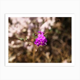 Purple Flower Art Print