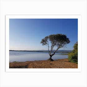 Lone Tree By The Lake Art Print