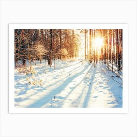 Winter Sun In The Forest Art Print