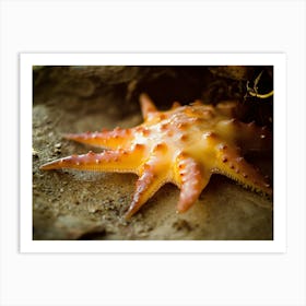 Starfish 4 Art Print