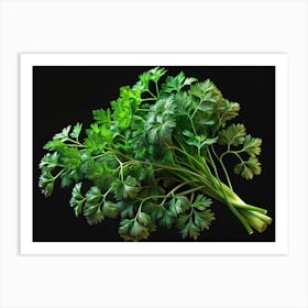 Fresh Green Parsley Bunch On Black Background Art Print