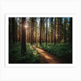 A Forest With Tall Trees And Dirt Path Through The Trees Art Print