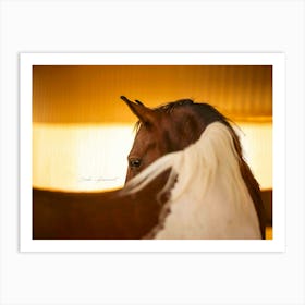 Dusty in the Desert - Al Wathba Abu Dhabi UAE Horse photo print - moody animal photography Art Print Art Print