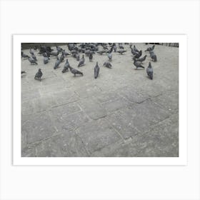 Pigeons By Binod Dawadi Art Print