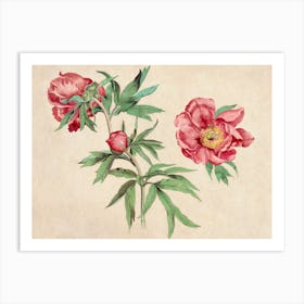 Peonies 15 Art Print