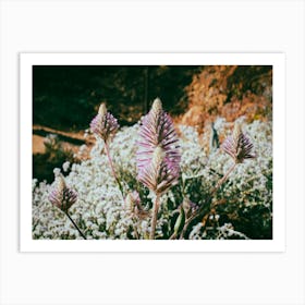 Wildflowers Art Print