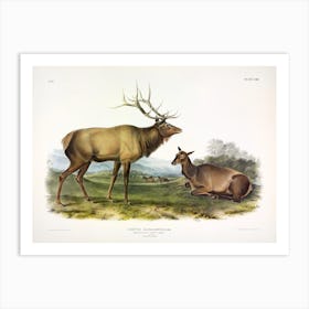 Wapiti Deer, John James Audubon Art Print