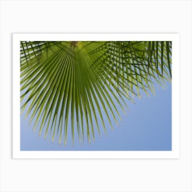 Palm leaves in front of a blue sky Art Print