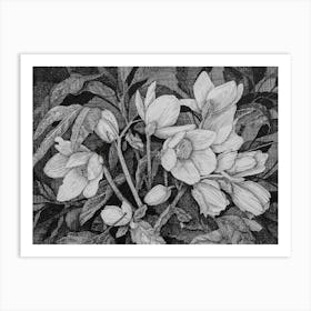 Hellebores Art Print