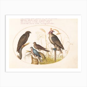 Flying And Amphibious Animals, Joris Hoefnagel (9) Art Print