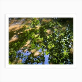 Reflection of green maple leaves in water Art Print