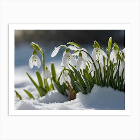 Snowdrops 2 Art Print