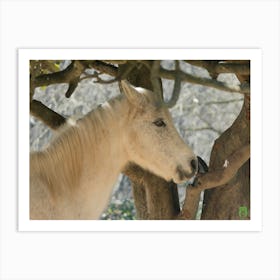 White Horse In A Tree 20220101 78ppub Art Print