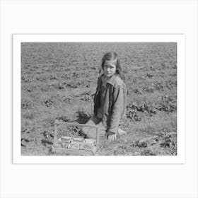 Child Of Migrant Berry Worker Picking Strawberries In Field Near Ponchatoula, Louisiana By Russell Lee Art Print