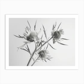 Artgardleweed Minimal Art Of Eryngium Bourgatii Tight Minimal Co 88be08d3 2524 4b69 Af89 09b5c946fe04 3example Low Res Scale 6 00x Art Print