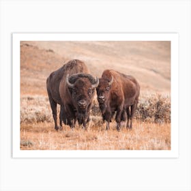 Warm Bison Pair Art Print