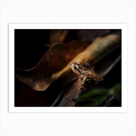 Frog On A Leaf Art Print