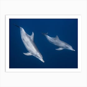 Bottlenose Dolphins Art Print
