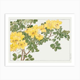 Yellow Hibiscus Art Print